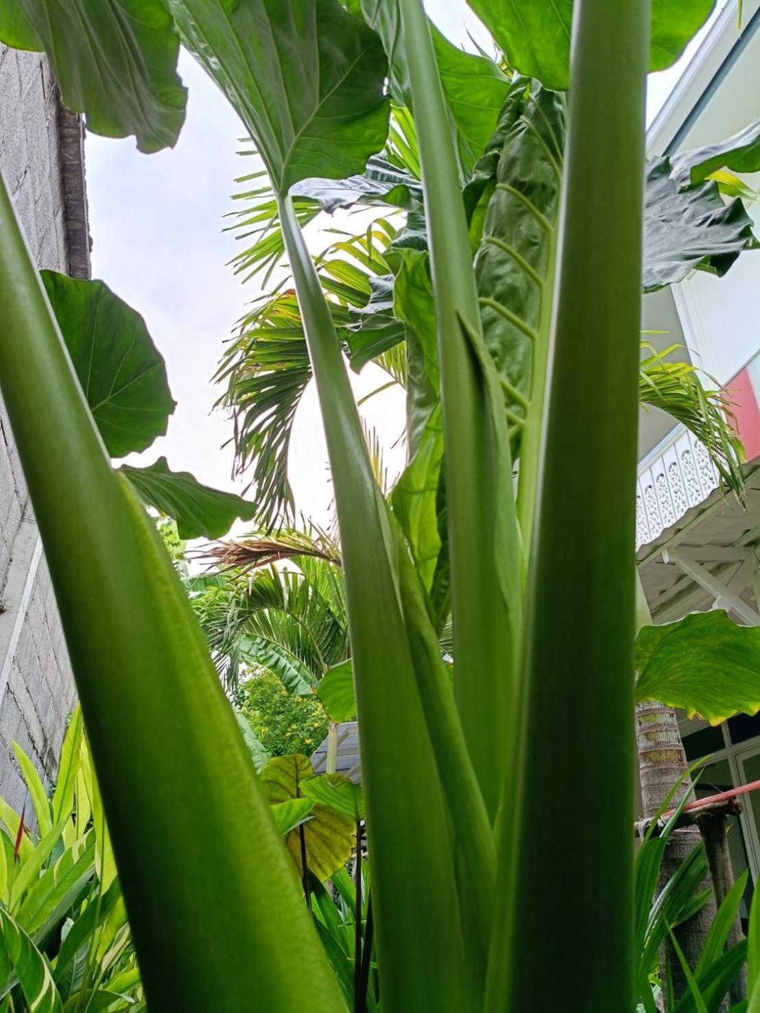 Baan Debtida Otel Bangkok Dış mekan fotoğraf